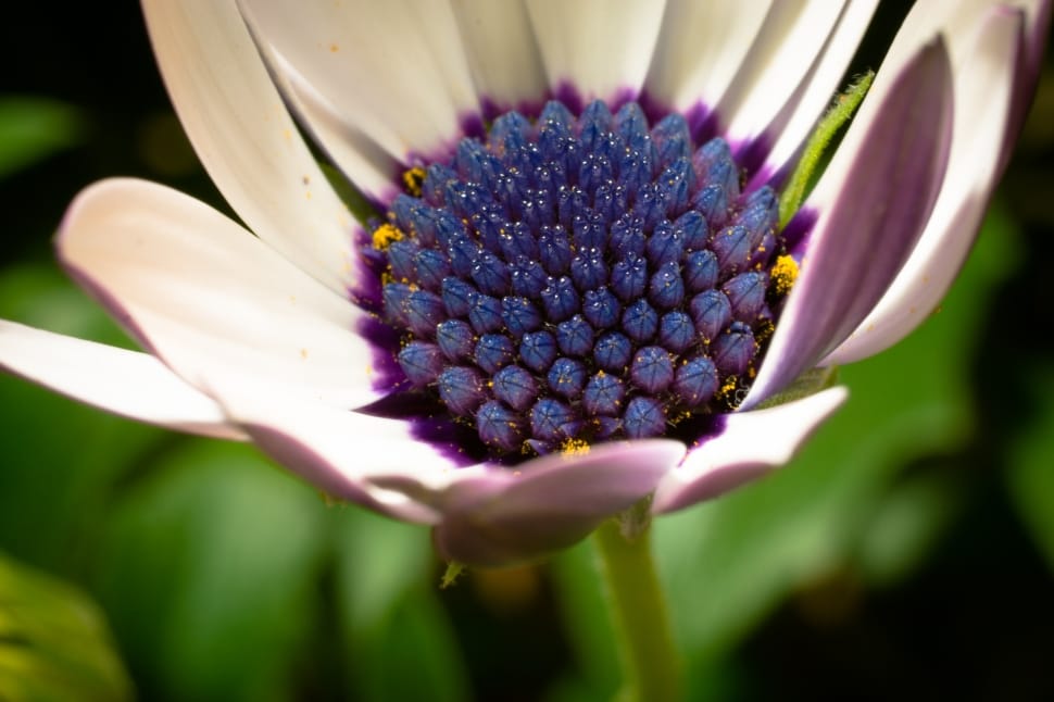 shallow focus photography of white and purple flower preview