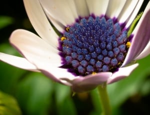 shallow focus photography of white and purple flower thumbnail