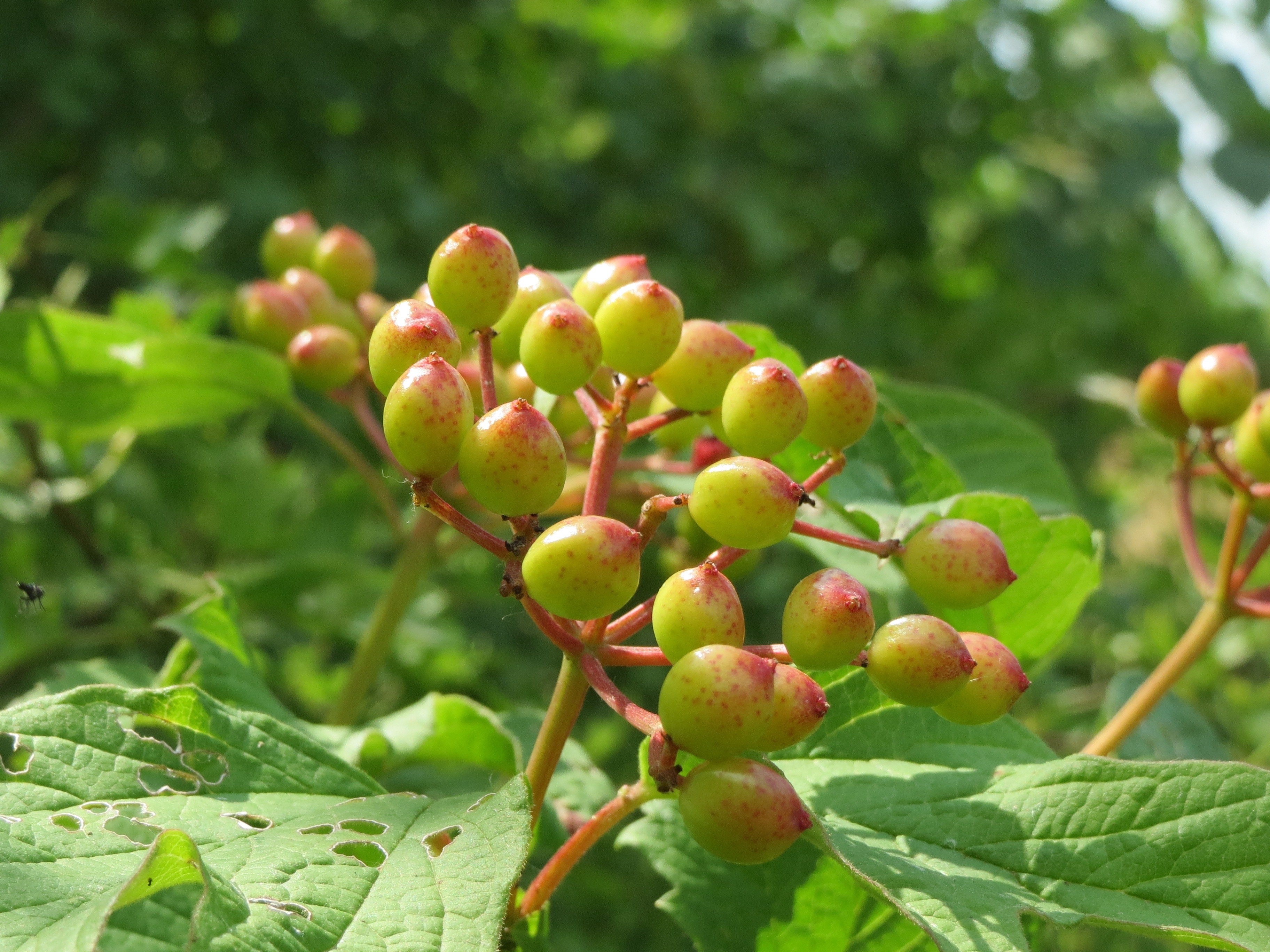 green red fruit vine