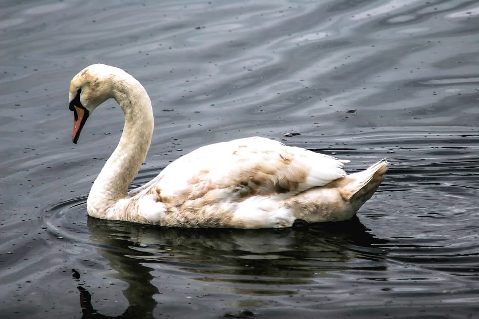 tundra swan preview