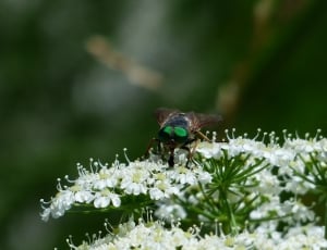 brown insect and white flower thumbnail