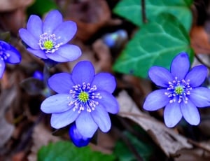 five purple petaled flower thumbnail