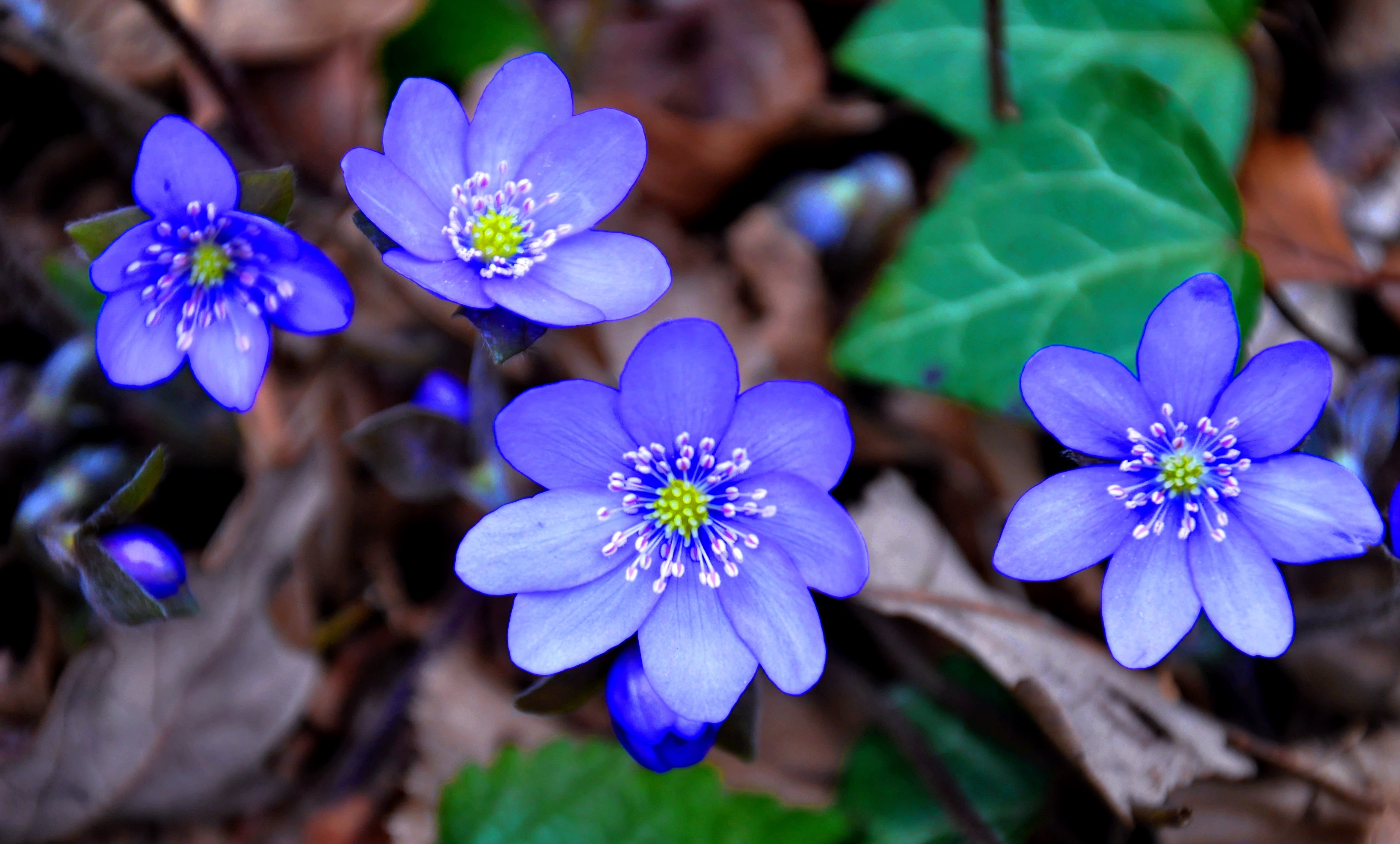 five purple petaled flower