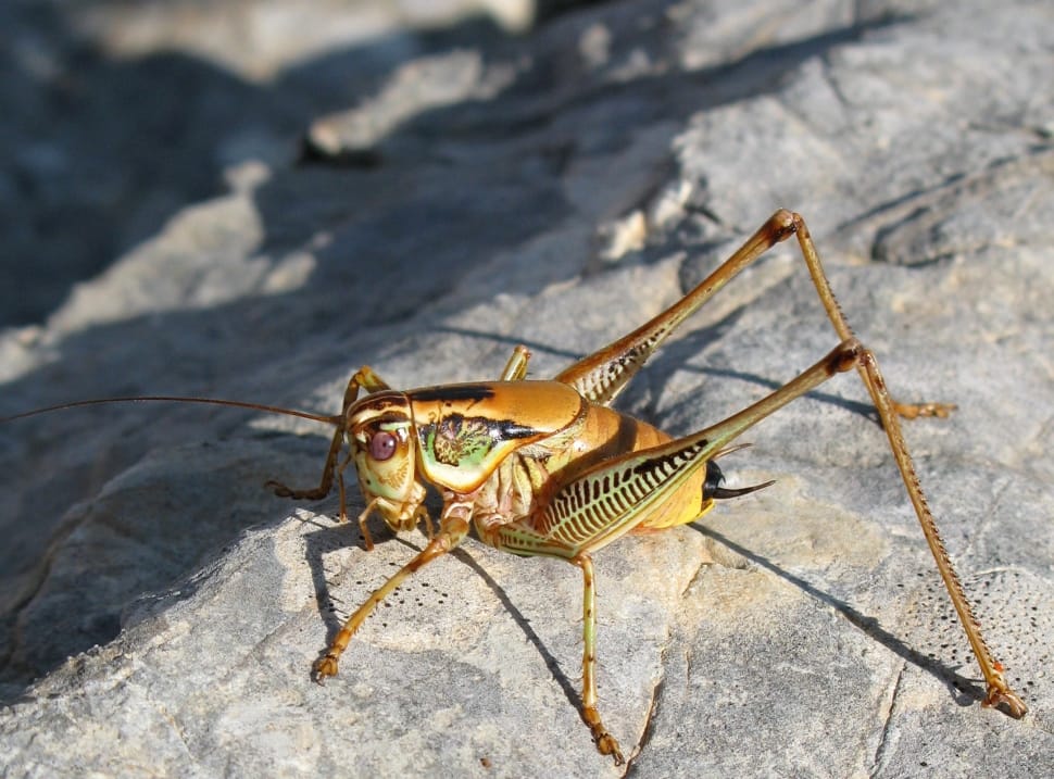selective focus photography of camel cricket on gray rock preview