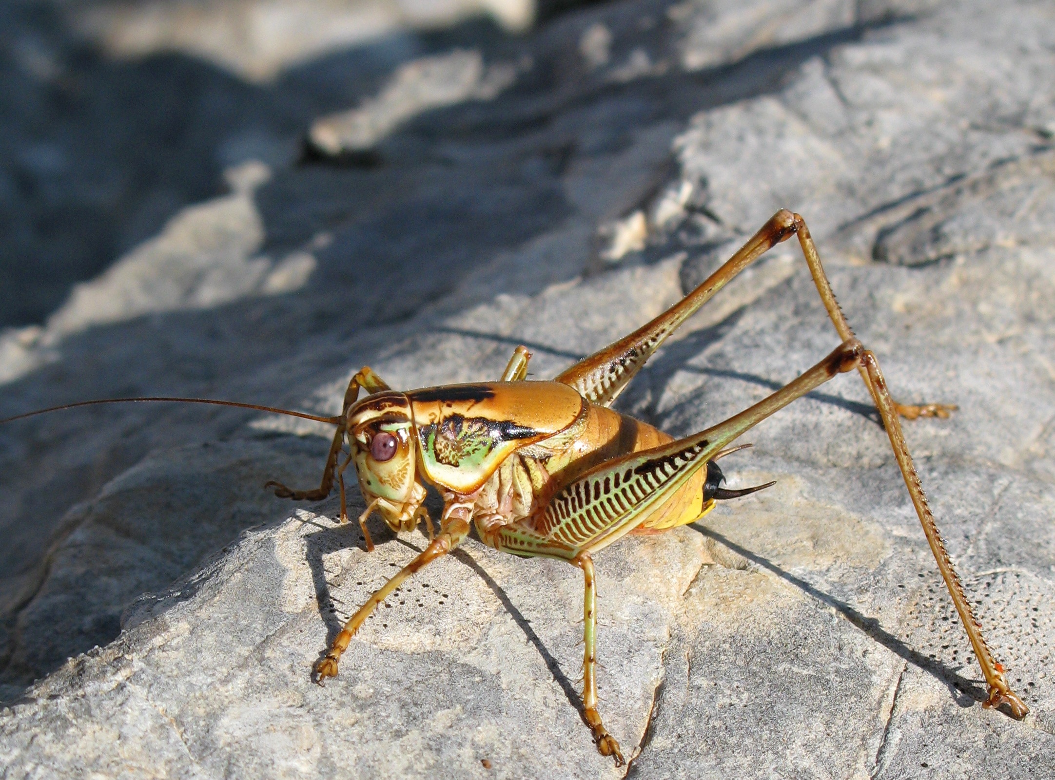selective focus photography of camel cricket on gray rock