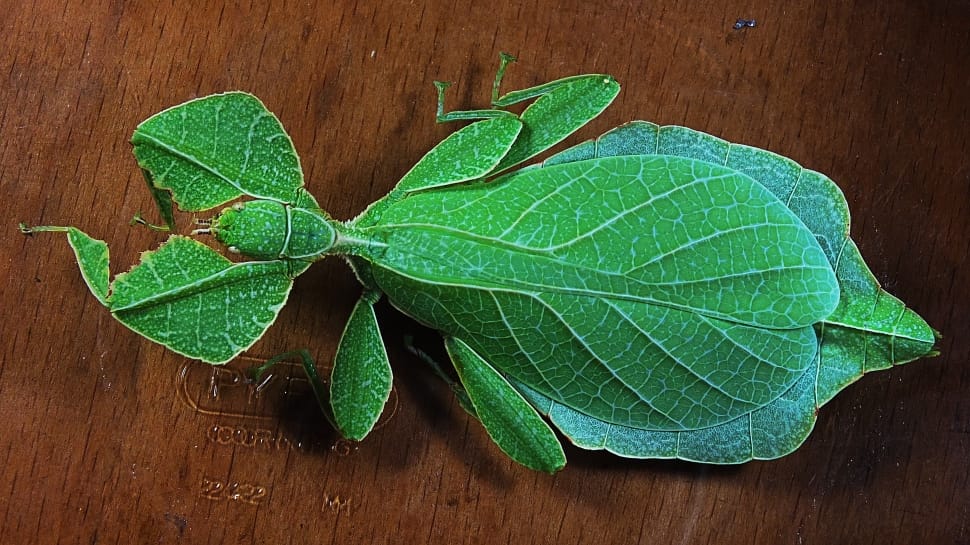 green insect on brown wooden table top preview