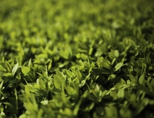 Green leaves - Privet / Ligustrum thumbnail