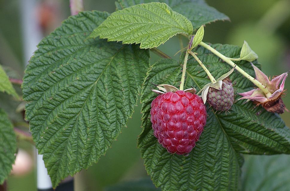raspberry fruit preview