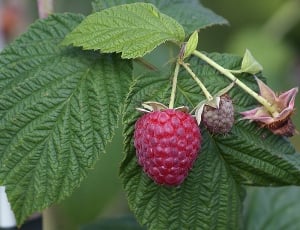 raspberry fruit thumbnail