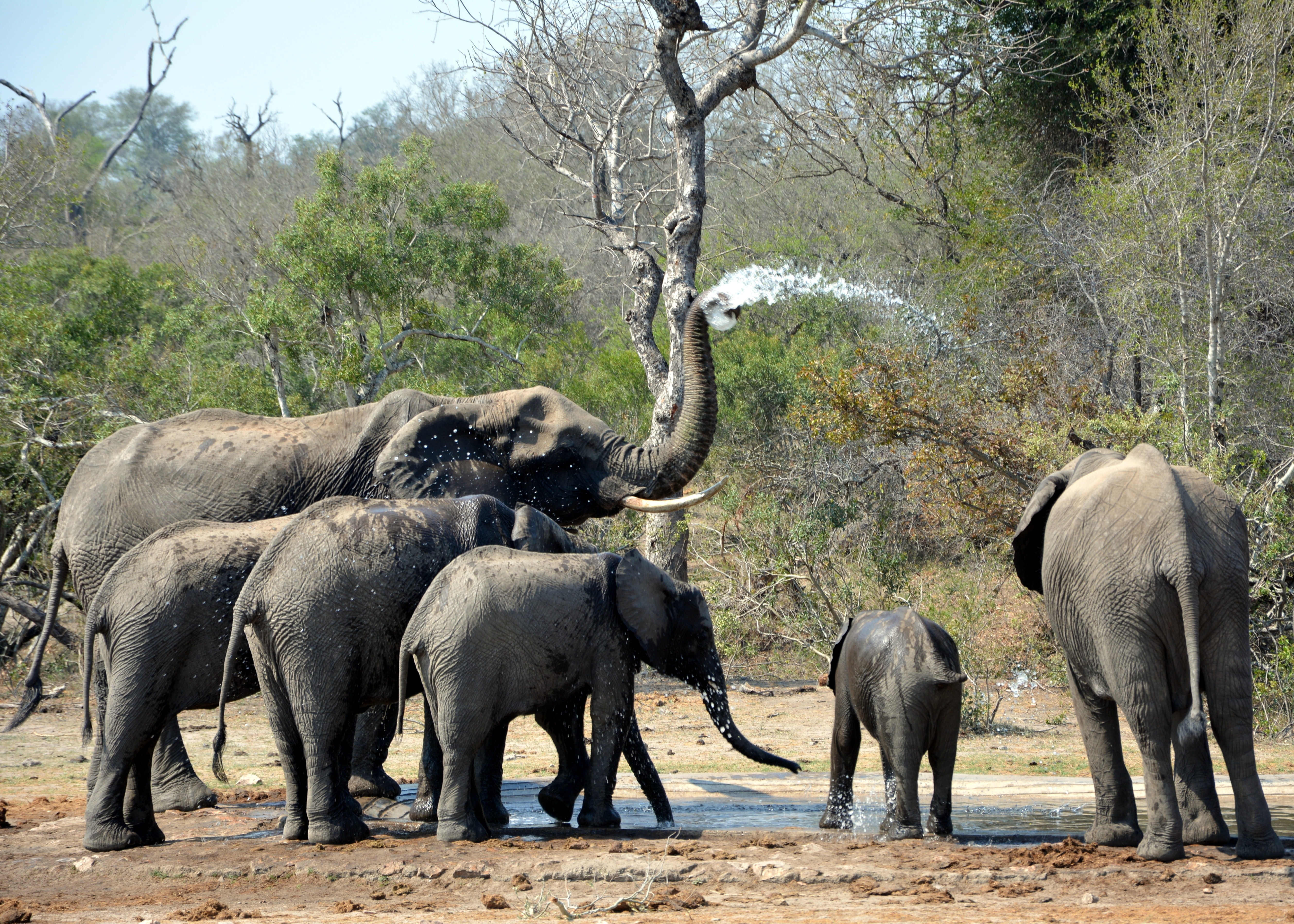 group of elephant