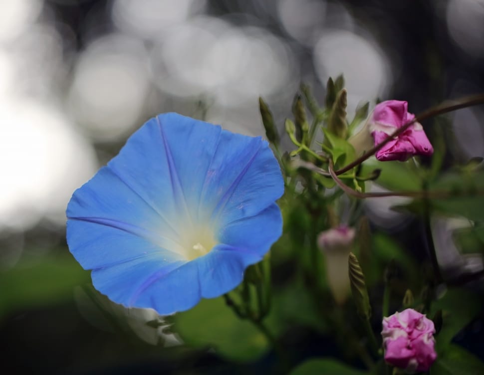 Blue morning glory preview