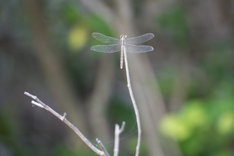 insect, dragonfly, leaves, trees, fragility, nature preview