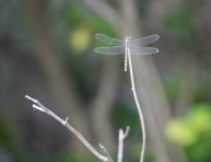 insect, dragonfly, leaves, trees, fragility, nature thumbnail