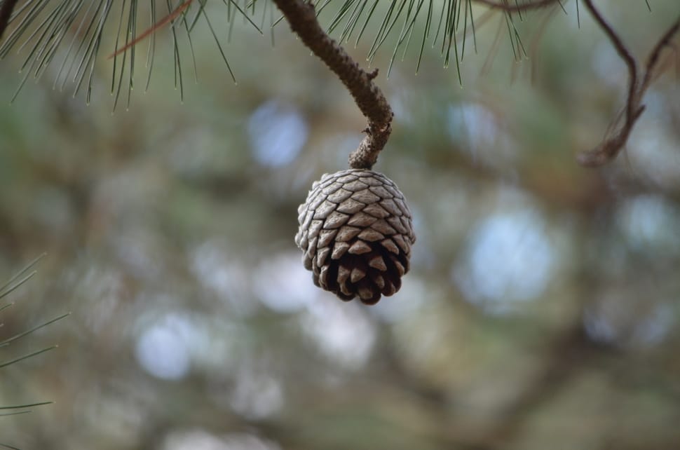 pine cone preview