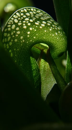 green and white leaf plant thumbnail