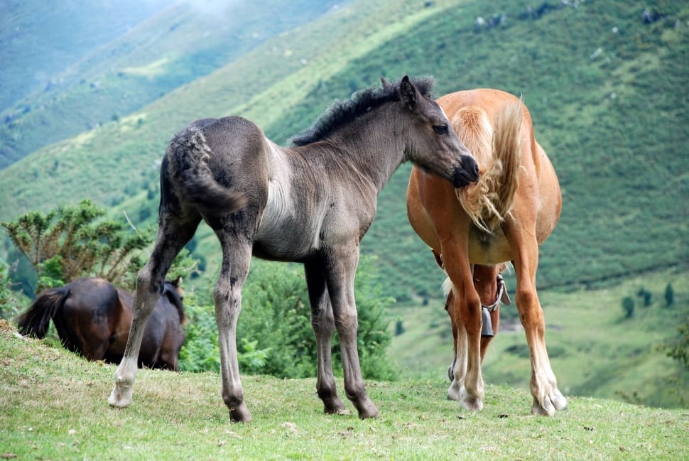 Wild, Horses, Nature, Purity, Asturias, horse, animal themes preview