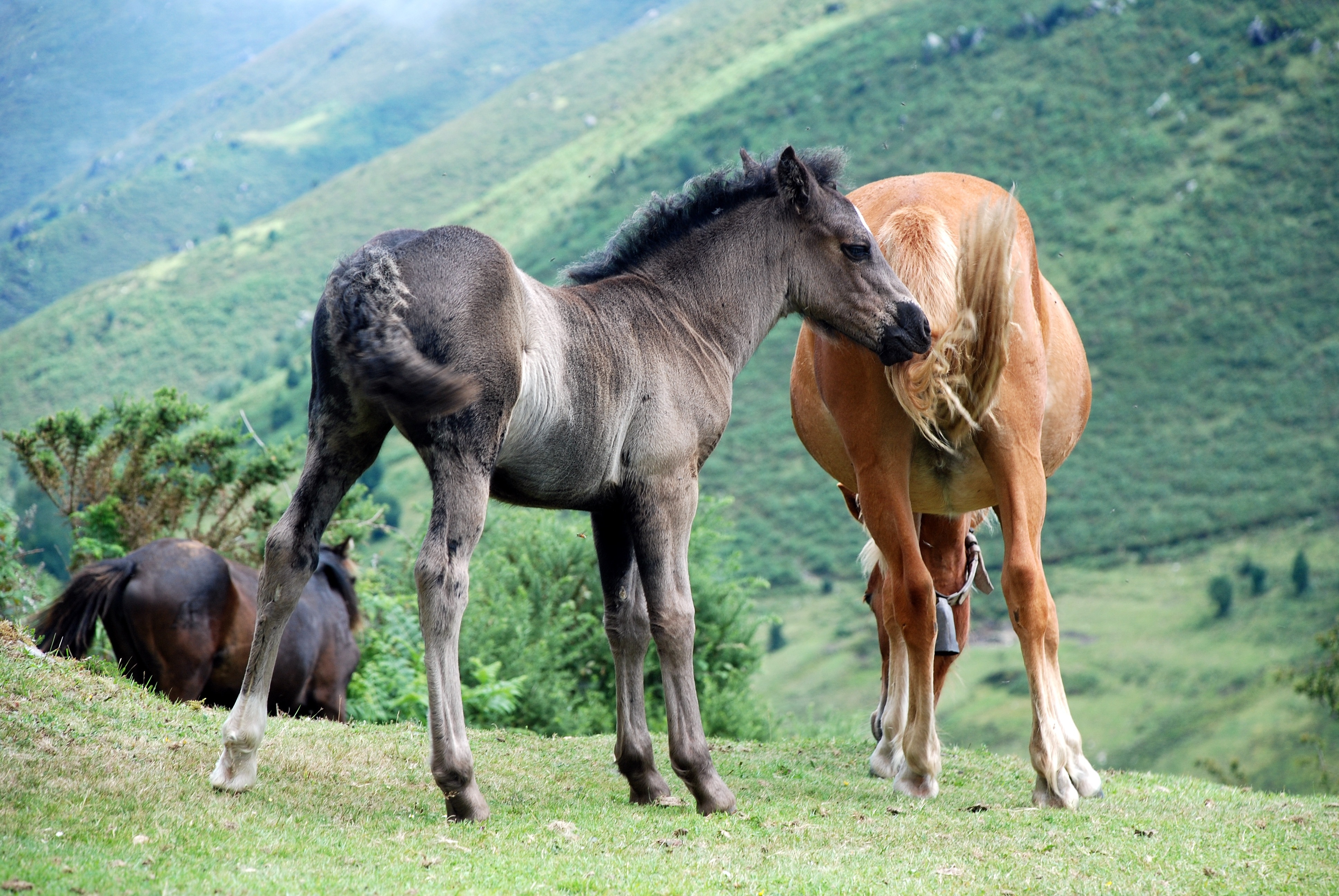 Wild, Horses, Nature, Purity, Asturias, horse, animal themes