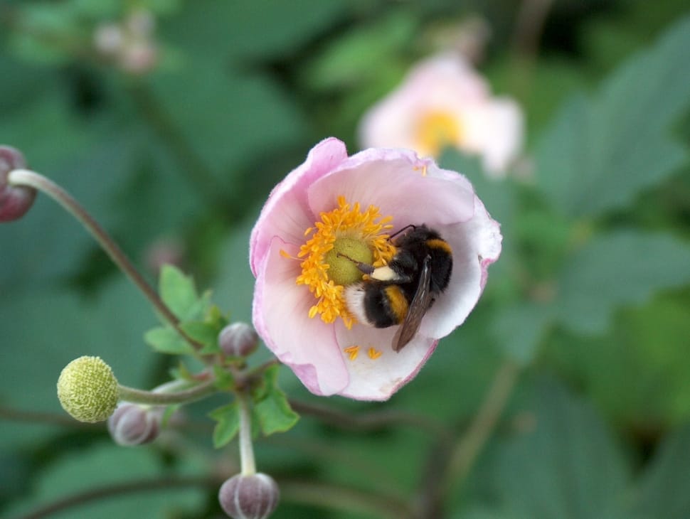 bumblebee and white pink petaled flower preview