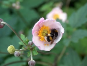 bumblebee and white pink petaled flower thumbnail