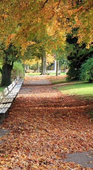 park-bank-autumn-away-leaves-trees-wallpaper-thumb.jpg