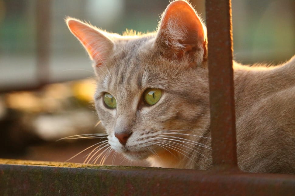 Old, Autumn, Eyes, Stainless, Cat, domestic cat, one animal preview