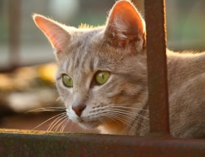 Old, Autumn, Eyes, Stainless, Cat, domestic cat, one animal thumbnail
