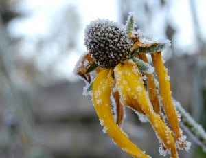 frozen yellow flower thumbnail