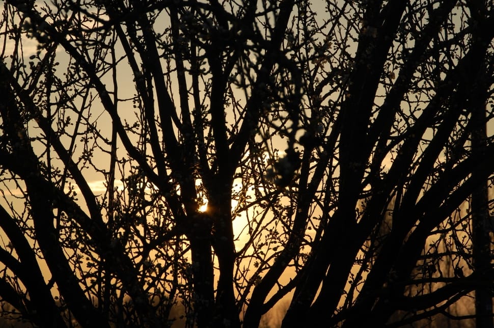 silhouette of tree during sunset preview