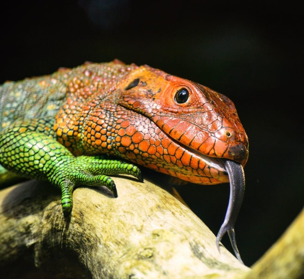 red and green lizard preview