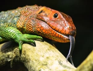 red and green lizard thumbnail