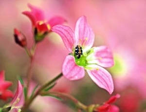 black insects and pink flower thumbnail