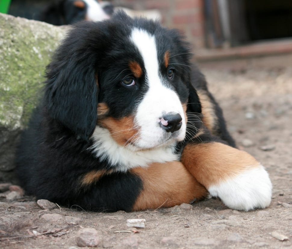 tricolor bernese mountain dog puppy preview