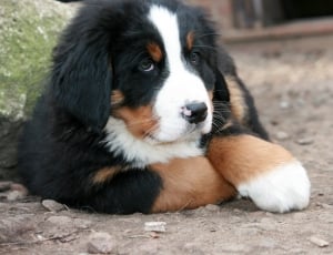 tricolor bernese mountain dog puppy thumbnail