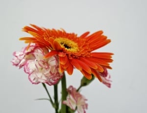 red daisy and white petal flower thumbnail