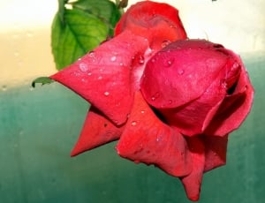 Drops, Rose, Petals, Red, Flower, Dew, red, drop thumbnail