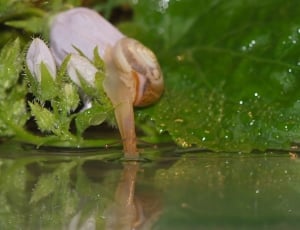 Mollusk, Close, Snail, Shell, reflection, water thumbnail
