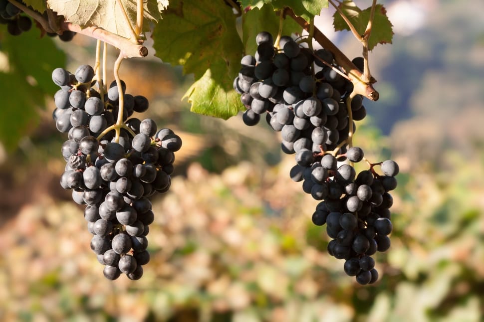 Grapes, Wine, Grape, Blue, Leaf, Fruit, fruit, agriculture preview