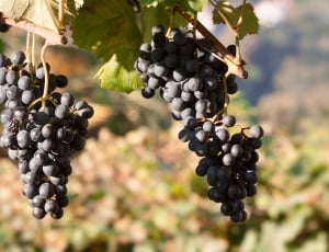 Grapes, Wine, Grape, Blue, Leaf, Fruit, fruit, agriculture thumbnail
