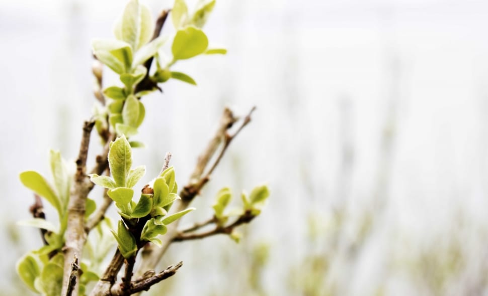 Bud, Landscape, Nature, plant, growth preview