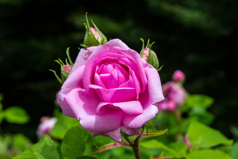 Nature, Flower, Rose, Pink, flower, petal preview