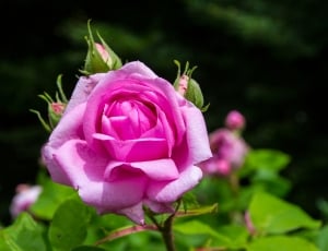 Nature, Flower, Rose, Pink, flower, petal thumbnail