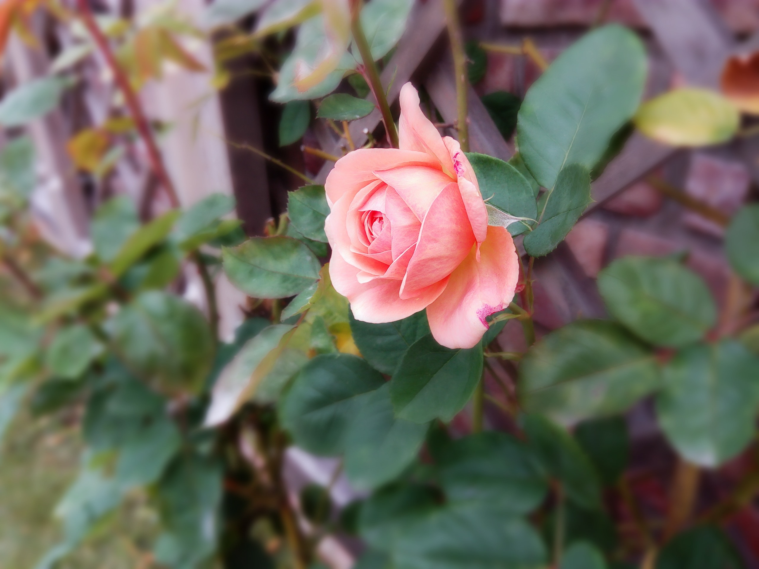 pink petaled rose