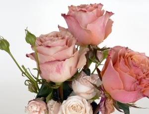 Roses, Rose Bloom, Salmon, Flower, flower, rose - flower thumbnail