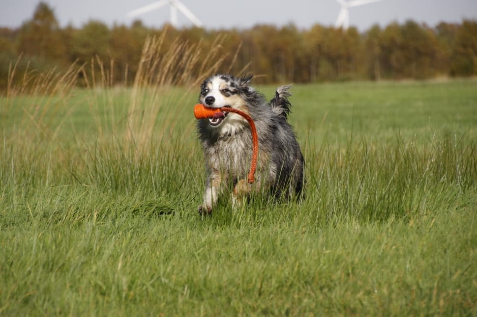 black and white Austrialian Shepherd biting orange plastic while running on green grass field preview