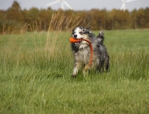 black and white Austrialian Shepherd biting orange plastic while running on green grass field thumbnail