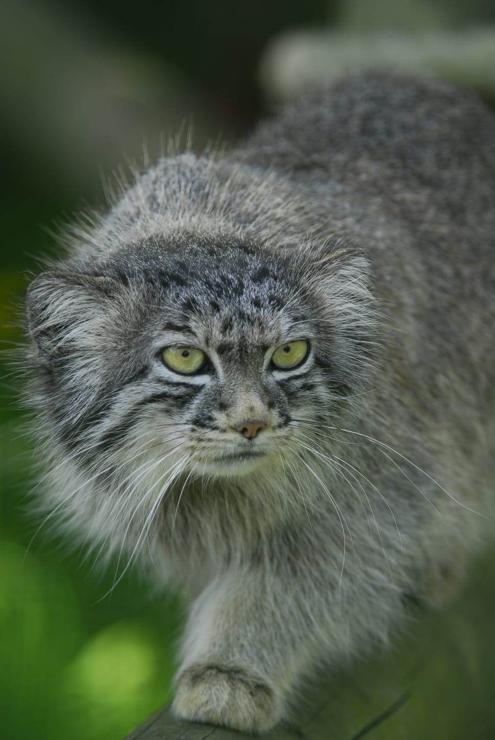 Feline, Manul, Pallas Cat, Wild Cat, animal themes, one animal preview