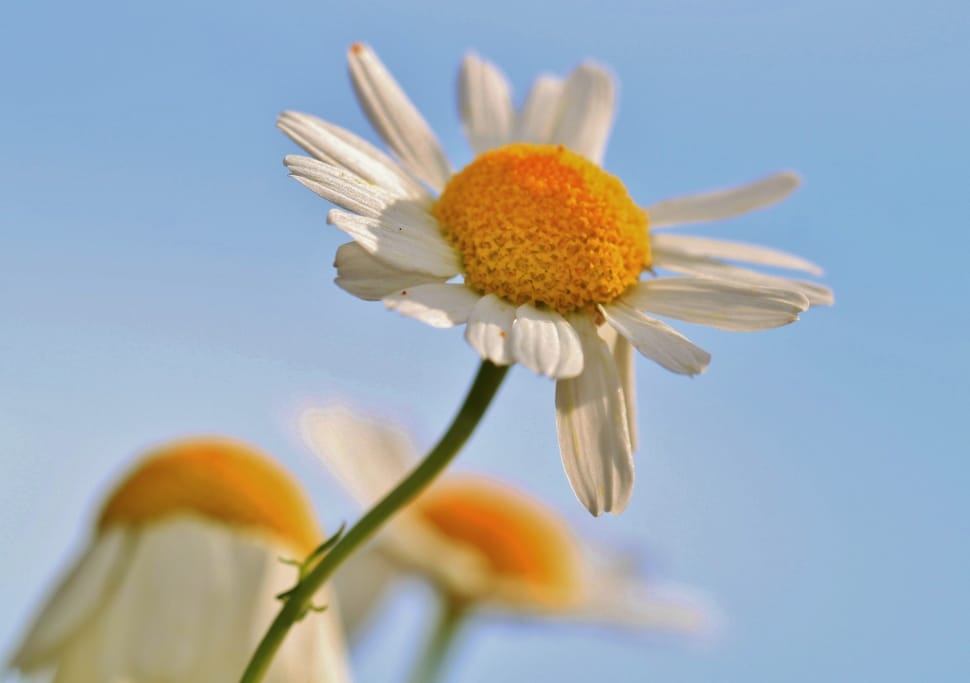 Chamomile, Chamomile Flower, flower, close-up preview