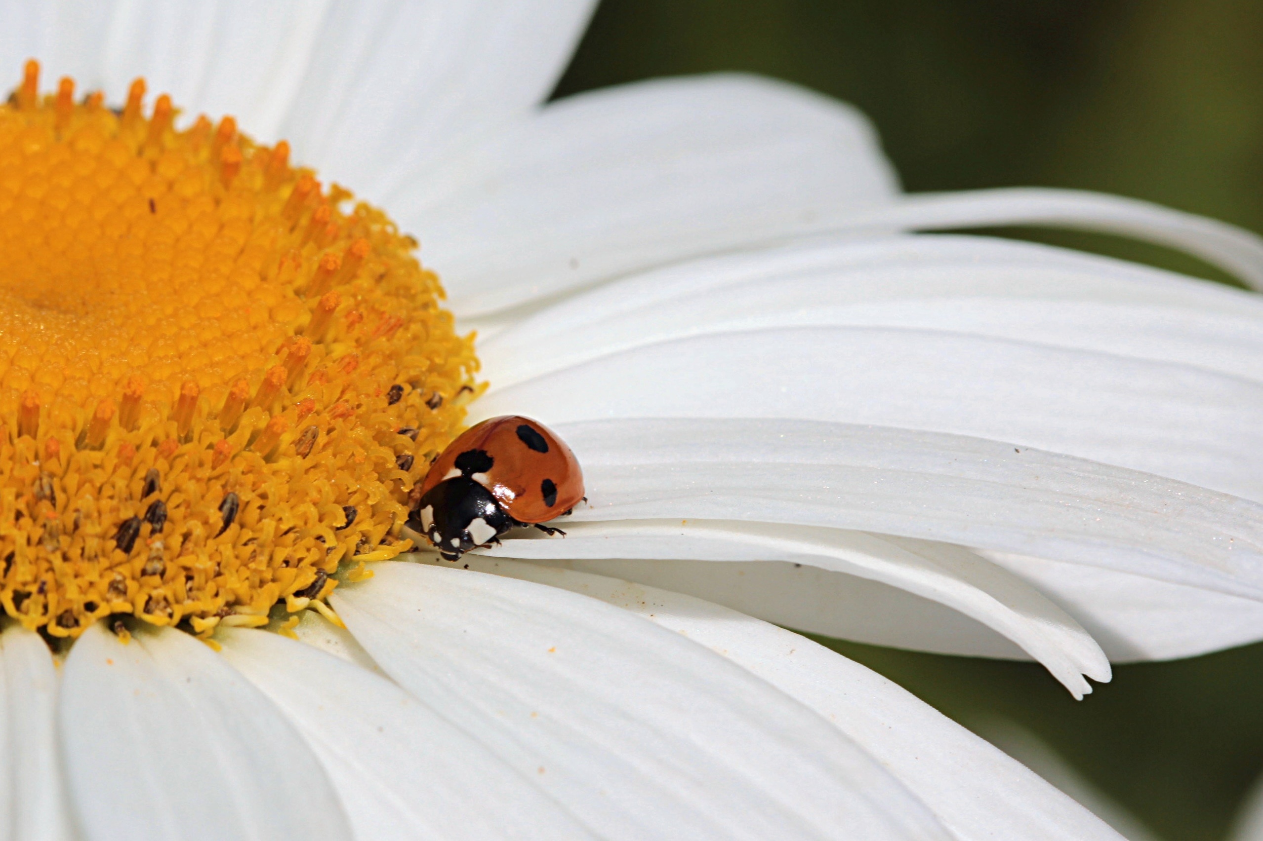 Ladybug, Animal, Coccinella, Insect, insect, one animal
