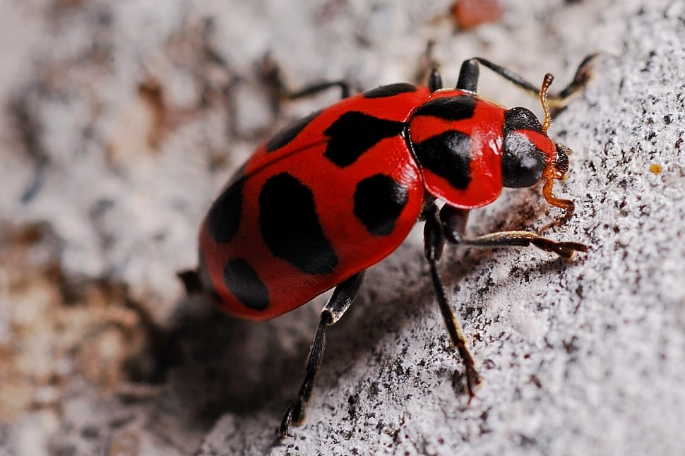 red and black lady bug preview
