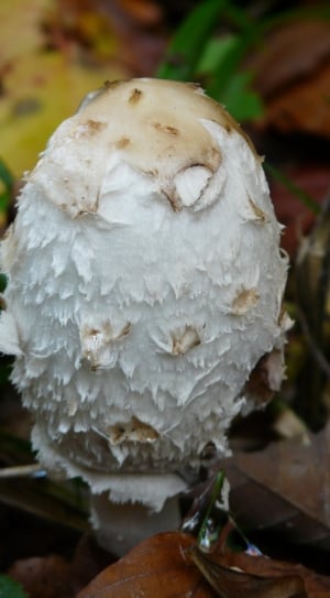 selective focus of white mushroom thumbnail
